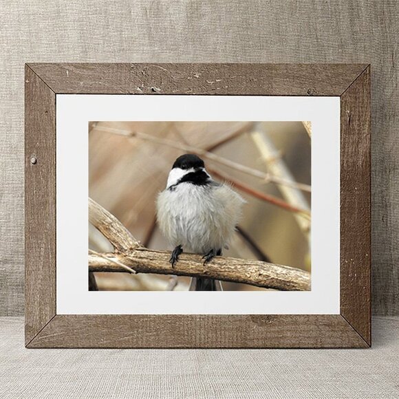 8x10 Chickadee Cute Fluffy Bird Oil Painting Photography Print - Picture 4 of 4